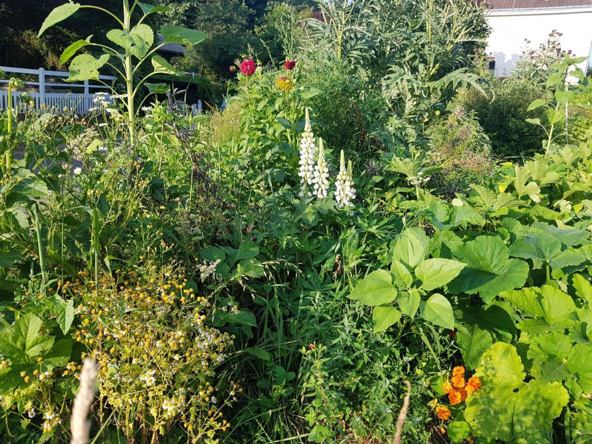 Les Lupins Bed & Breakfast Etretat Ngoại thất bức ảnh